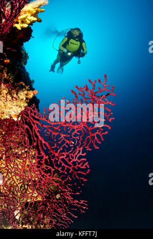 Mare violescent frusta, paramuricea clavata, Coral reef e scuba diver, mare adriatico, mare mediterraneo, isola di Brac, DALMAZIA, CROAZIA Foto Stock