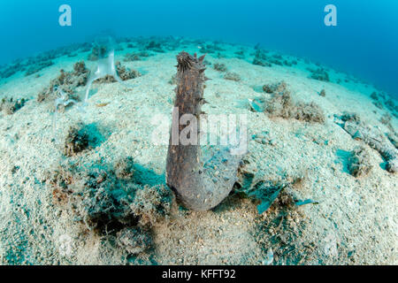 Holothuria tubulosa, cetriolo tubolare, durante la riproduzione, Mar Adriatico, Mar Mediterraneo, Biograd, Dalmazia, Croazia Foto Stock