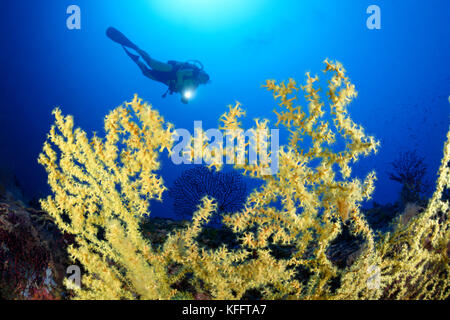 Oro corallo, Savalia savaglia e scuba diver, Lastovo, mare adriatico, mare mediterraneo, DALMAZIA, CROAZIA Foto Stock