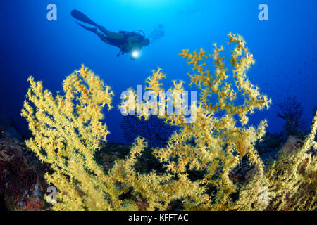 Oro corallo, Savalia savaglia e scuba diver, Lastovo, mare adriatico, mare mediterraneo, DALMAZIA, CROAZIA Foto Stock