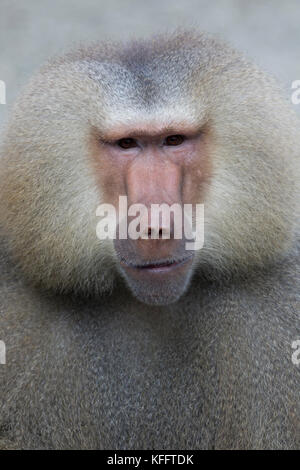 Hamadryas baboon Papio hamadryas Singapore Zoo MA003471 Foto Stock