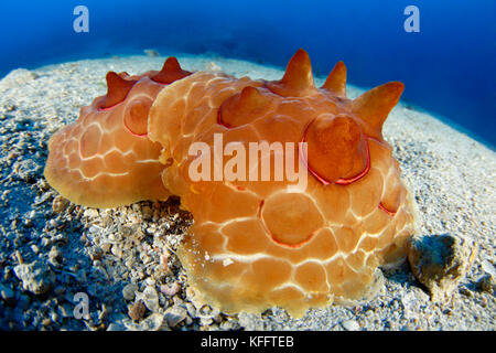 La tartaruga di mare, slug pleurobranchus testudinarius, mare adriatico, mare mediterraneo, le isole di Kornati, Croazia Foto Stock