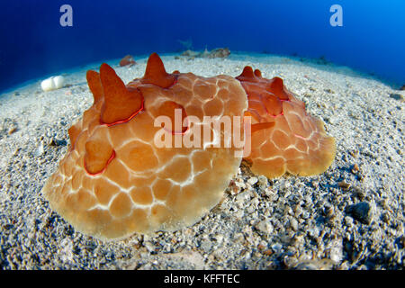 La tartaruga di mare, slug pleurobranchus testudinarius, mare adriatico, mare mediterraneo, le isole di Kornati, Croazia Foto Stock