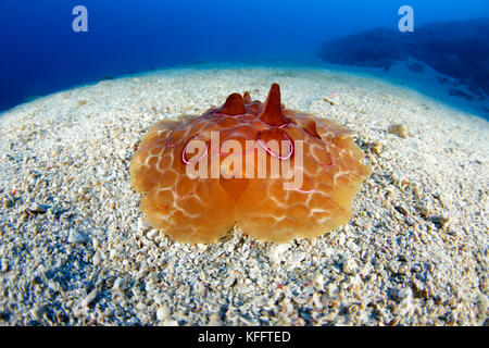 La tartaruga di mare, slug pleurobranchus testudinarius, mare adriatico, mare mediterraneo, le isole di Kornati, Croazia Foto Stock