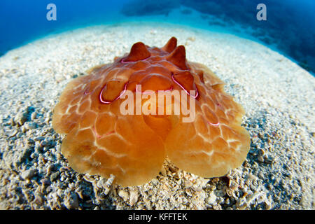 Tartaruga, Pleurobranchus testudinarius, Mar Adriatico, Mar Mediterraneo, Kornati, Croazia Foto Stock