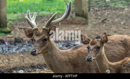 Vista dettagliata del maschio e femmina marrone cervo asiatica Foto Stock