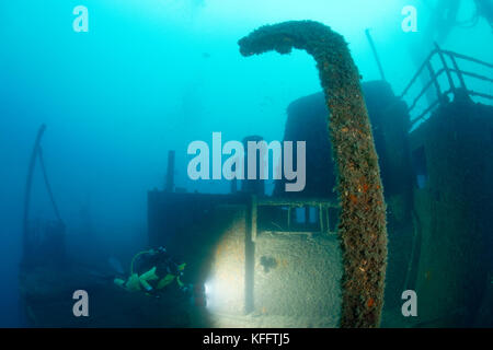 Naufragio peltastis e scuba diver, mare adriatico, mare mediterraneo, Krk, golfo di Kvarner o bay, Croazia Foto Stock