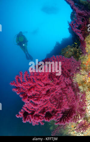 Mare violescent frusta, paramuricea clavata, Coral reef e scuba diver, mare adriatico, mare mediterraneo, tenki, isola di Krk, Croazia Foto Stock