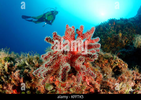 Red dead mans dita, alcyonium palmatum, coralreef e scuba diver, mare adriatico, mare mediterraneo, selce, kvaner golfo, Croazia Foto Stock