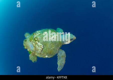 Per tartarughe marine con turtle barnacle, caretta caretta con chelonibia "testudinaria, mare adriatico, mare mediterraneo, Croazia, Istria, Croazia Foto Stock
