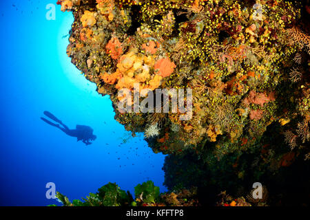 Subacqueo e coralreef, mare adriatico, mare mediterraneo, isola di Lastovo, Dalmazia, Croazia, signor sì Foto Stock