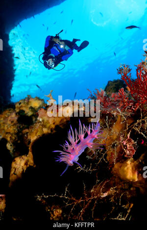 Viola flabellina nudibranch, flabellina affinis, coralreef e scuba diver, mare adriatico, mare mediterraneo, isola di Lastovo, DALMAZIA, CROAZIA Foto Stock