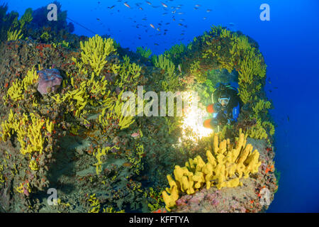 Tubo giallo spugna, Aplysina aerophoba e naufragio pelero e scuba diver, ubli, Lastovo, mare adriatico, mare mediterraneo, Croazia Foto Stock