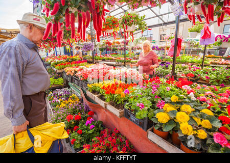 Venditore di fiori visualizza la sua mercanzia al Mercato Centrale di Riga, Lettonia Foto Stock