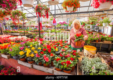 Venditore di fiori visualizza la sua mercanzia al Mercato Centrale di Riga, Lettonia Foto Stock