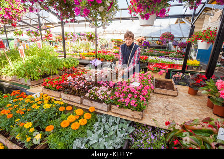 Venditore di fiori visualizza la sua mercanzia al Mercato Centrale di Riga, Lettonia Foto Stock