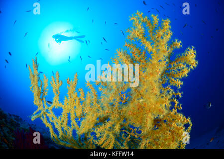 Gold Coral, Savalia savaglia e scuba Diver, Lastovo, Mare Adriatico, Mar Mediterraneo, Dalmazia, Croazia Foto Stock