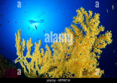 Gold Coral, Savalia savaglia e scuba Diver, Lastovo, Mare Adriatico, Mar Mediterraneo, Dalmazia, Croazia Foto Stock