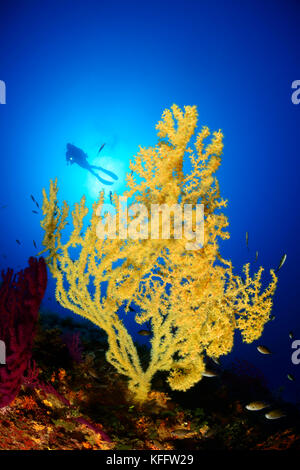 Gold Coral, Savalia savaglia e scuba Diver, Lastovo, Mare Adriatico, Mar Mediterraneo, Dalmazia, Croazia Foto Stock