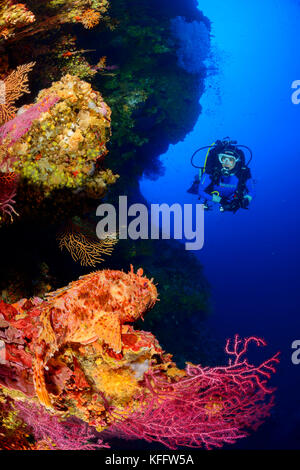 Red scorfani, scorpaena scrofa in coralreef con scuba diver, mare adriatico, mare mediterraneo, le isole di Kornati, DALMAZIA, CROAZIA Foto Stock