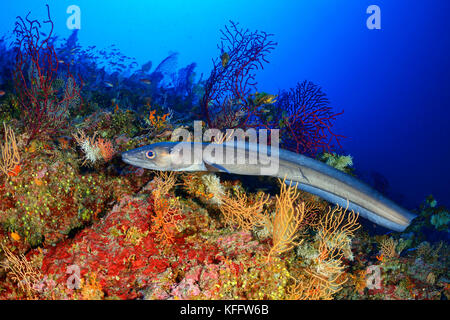 Europeo, Conger conger conger, mare anguilla in coralreef, isola bijelac, mare adriatico, mare mediterraneo, DALMAZIA, CROAZIA Foto Stock