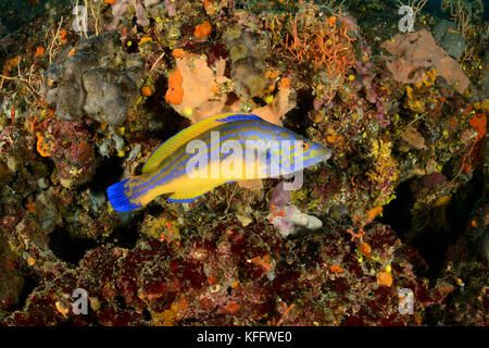 Cuckoo Wrasse, Labrus mixtus, Mare Adriatico, Mar Mediterraneo, Labin, Sveta Marina, Istria, Croazia Foto Stock