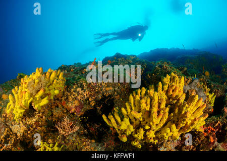 Tubo giallo spugna, Aplysina aerophoba, Coral reef e scuba diver, mare adriatico, mare mediterraneo, Istria, Croazia Foto Stock