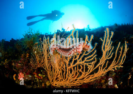 Verme da fuoco barbute su ventaglio del Mar giallo, Hermodice carunculata, Eunicella cavolini, Mar Adriatico, Mar Mediterraneo, isole Kornati, Croazia Foto Stock