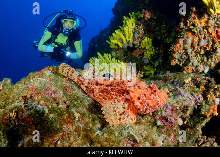 Red scorfani, scorpaena scrofa, Coral reef e scuba diver, mare adriatico, mare mediterraneo, DALMAZIA, CROAZIA Foto Stock