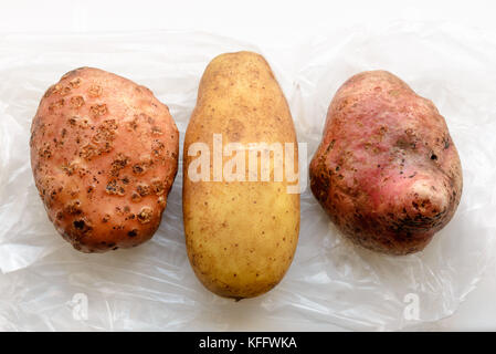 Tre diversi tipi di naturale di patata (solanum tuberosum) su un bianco trasparente sacchetto di cellophane Foto Stock