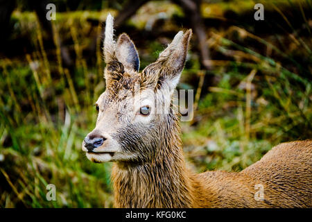 Red Deer hind in Glen etive Highlands della Scozia nel tardo autunno. Foto Stock