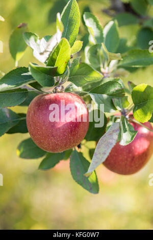 Mature mele rosse appese sul ramo in presenza di luce solare Foto Stock