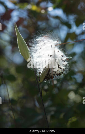 Un pod milkweed circa per rilasciare il seme al vento vicino a Manchester, Vermont, USA Foto Stock