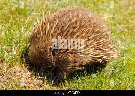 A breve becco echidna vicino alle cabine di waldheim nel cradle mountain-lake st clair national park - Tasmania, Australia Foto Stock