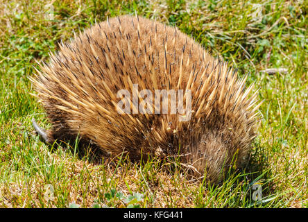 A breve becco echidna vicino alle cabine di waldheim nel cradle mountain-lake st clair national park - Tasmania, Australia Foto Stock