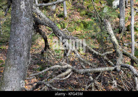 L'albero curvo nel Parco Nazionale di Mont Tremblant in autunno, Canada Foto Stock
