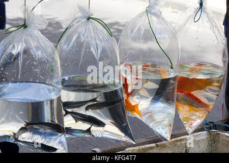 Pesce in sacchetti di plastica per la vendita sul mercato, Kuta Bali, Indonesia Foto Stock