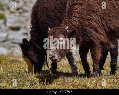 Brown giovane montagna di yak tibetani del pascolo in Himalaya. Foto Stock