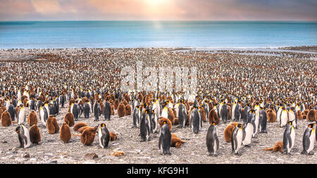 Una grande colonia di adulto e bambino re pinguini sulla spiaggia con il mare e la luce del sole in background in st. Andrew's Bay, Isola Georgia del sud. Foto Stock