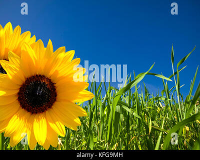 Vivido verde erba del campo su un profondo cielo blu con girasoli in primo piano Foto Stock