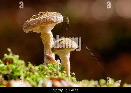Close-up foto macro di un gruppo di miele funghi (armillaria mellea) che cresce su un moncone di muschio, con lumaca e zanzariera. Foto Stock