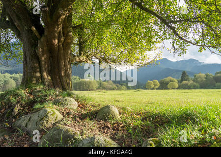 Lonely vecchio albero sul prato estivo Foto Stock