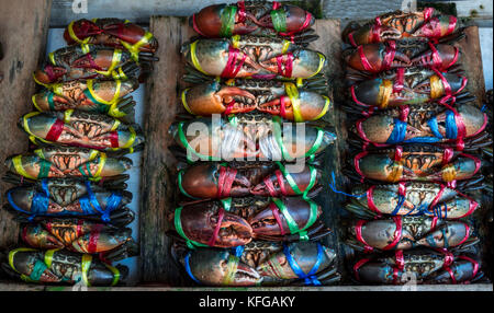 Scilla serrata. granchi freschi sono legati con colorate corde di plastica e disposti in file ordinate al mercato del pesce in Thailandia. materie prime per seaf Foto Stock