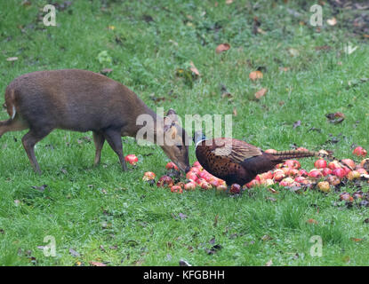 Muntjac muntiacus reevesi chiamato anche barking deer alimentazione su manna mele Foto Stock