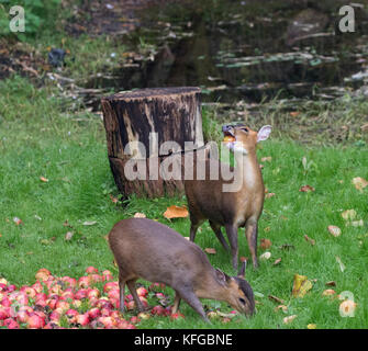 Muntjac muntiacus reevesi chiamato anche barking deer eating manna mele Foto Stock