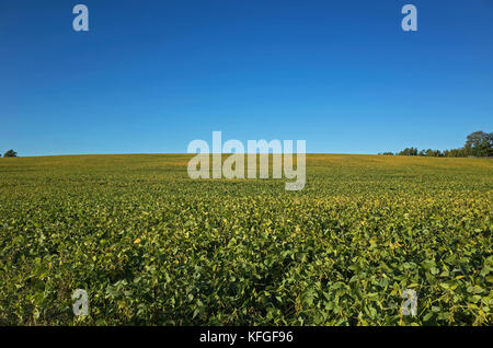 Campo di maturazione di fagioli di soia nel sole del tardo pomeriggio. Foto Stock