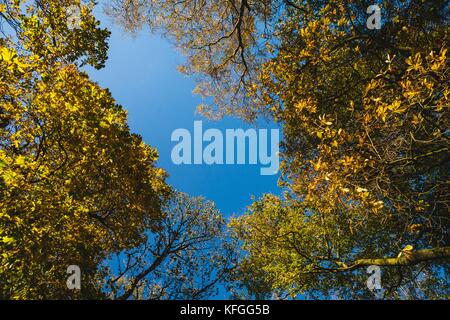 Una vista attraverso un baldacchino di alberi d'autunno ad un cielo blu. Foto Stock