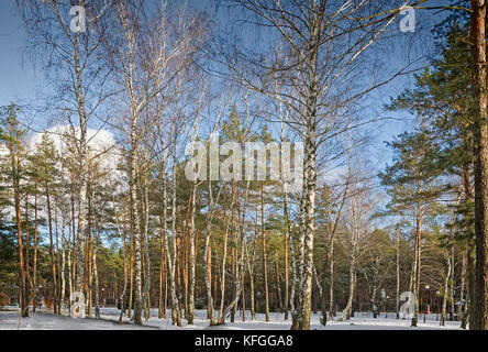 Gli alberi, coperto con un gran numero di uno spessore di brina sullo sfondo del cielo blu. Immagine di riferimento Foto Stock
