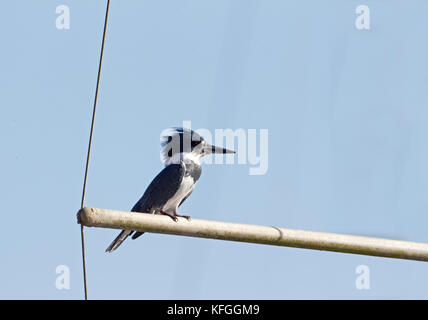 Belted kingfisher maschio Foto Stock