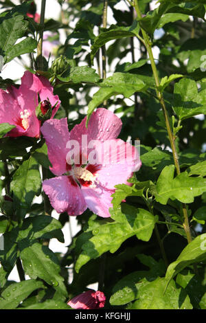 Hibiskus Blüte in rosa, rosa Foto Stock